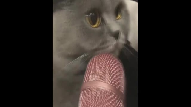 Cat meows into a microphone