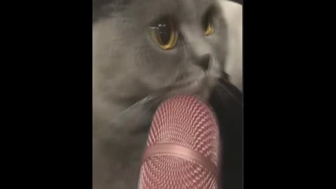 Cat meows into a microphone