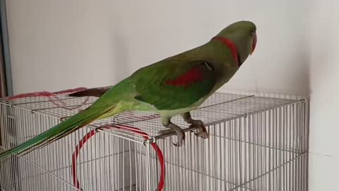 Pablo Parrot jaisi Singing aur Dance Nhi dhekha hoga p2