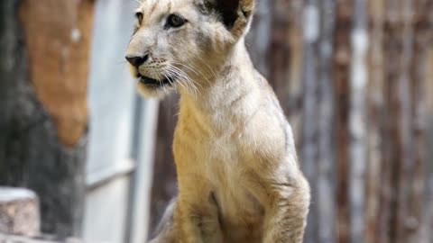 Growling little lion