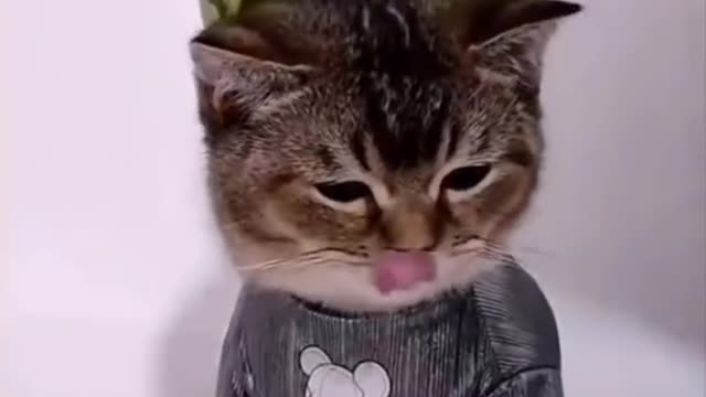 funny and cute pet animals video