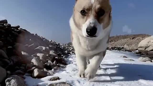 It's just your dog. But you are its life.