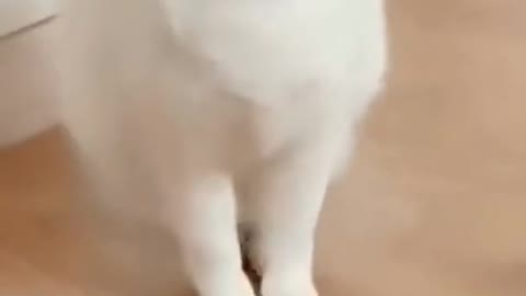 Cat video