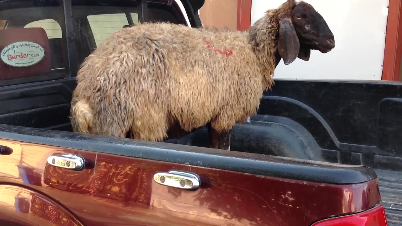 Lamb In Iraqi Kurdistan