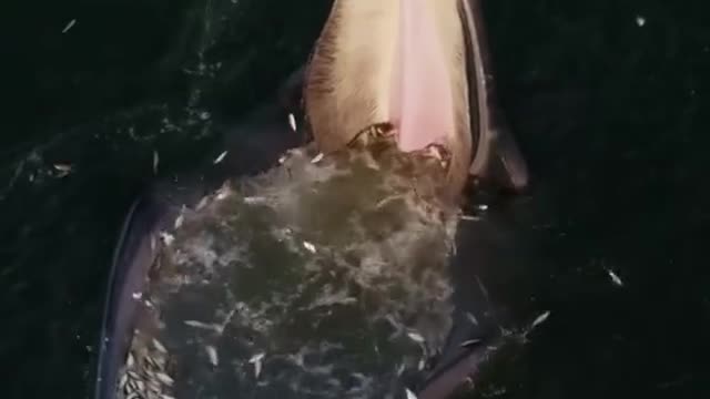 Big Whale Eating Small Fish's 😮