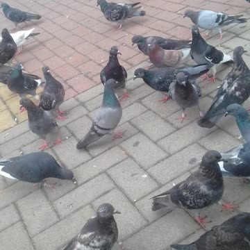 alimentendo os pombros na praça pt4