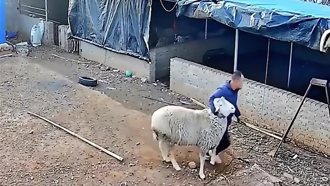 Hilarious Animal Shenanigans Part-2
