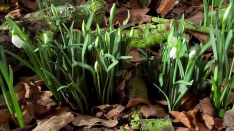 Music of nature