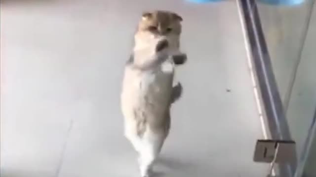 Chuckle With Love Funny Dancing Cat image!!! 🤩🥰😎 #Shorts