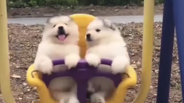 Cute twin puppies swinging