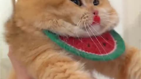 Very funny cat and cute The garlic lobster was so delicious, I ate it all