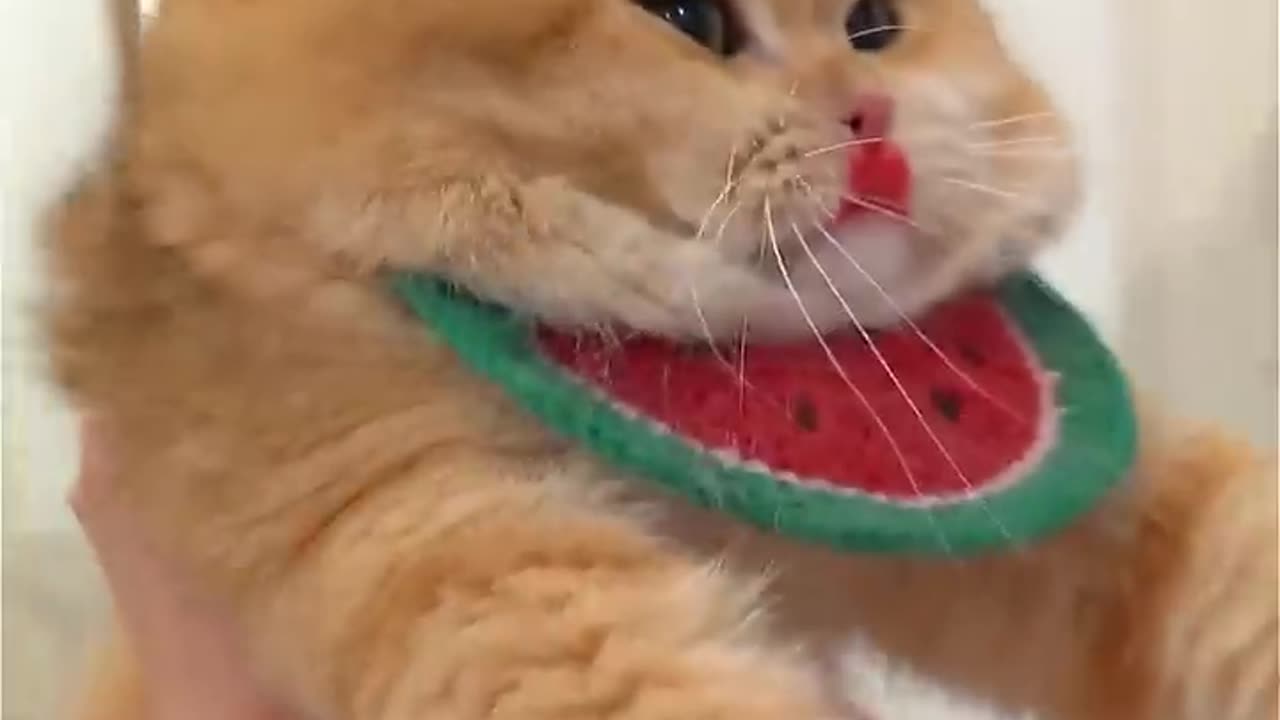 Very funny cat and cute The garlic lobster was so delicious, I ate it all
