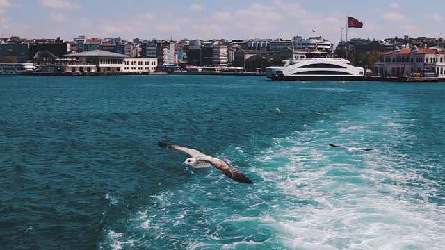 Seagulls Flying Over The Sea Water Looking So Beautiful