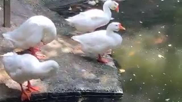 A group of big white geese are playing