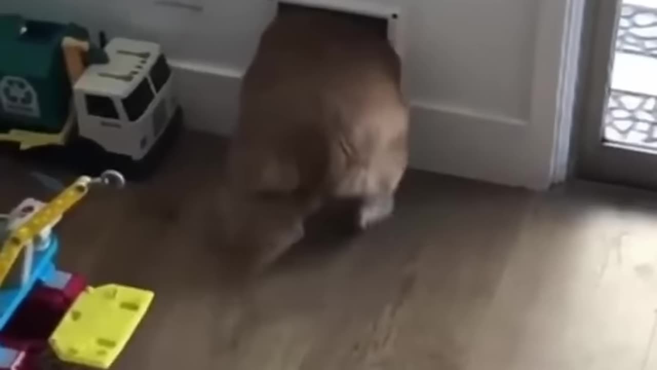 Dog funny video