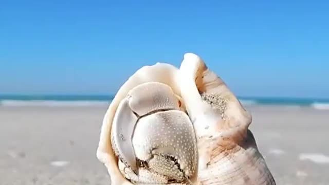 The crab sleeping inside of the cochlear