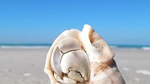 The crab sleeping inside of the cochlear