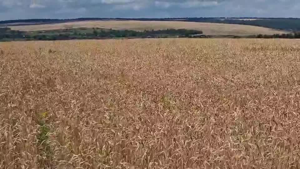Grain Destroyed by Ukraine Amry Exposed by German Journalist
