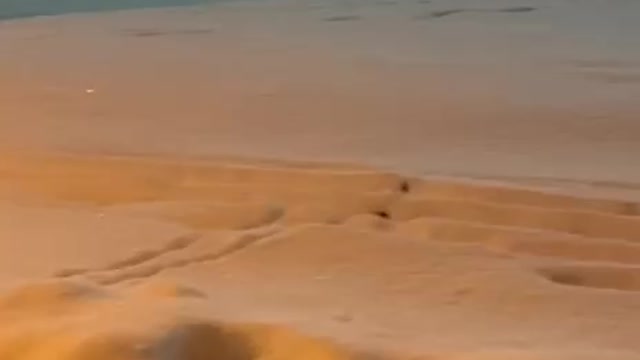 The rat is wandering the snowy expanse