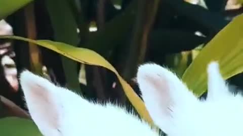 Funny & Cute Little Bunny Couple