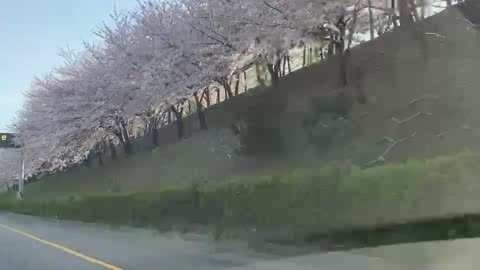 Cherry Blossoms of Korean highway