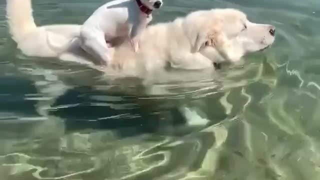 A dog trains a puppy to swim