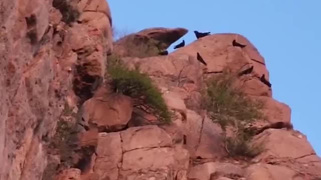 Red-billed jay on the top of the mountain in the evening