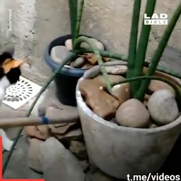 THE GREAT ESCAPE 🤣