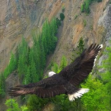 Bald Eagle in Flight