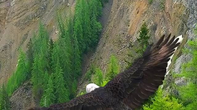 Bald Eagle in Flight