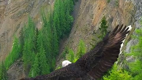 Bald Eagle in Flight