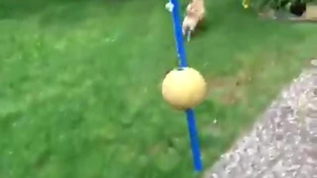 Vibes bird eaten by dog