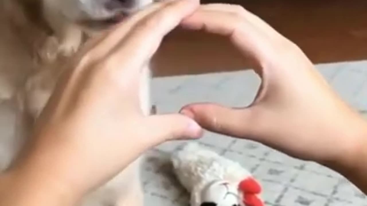 Happy Cute Dogs🐶 ❤ Funny and Cute Baby Dogs video compilation