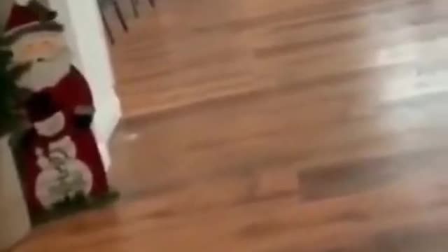 Funny animals life 😂 funny fails 😂 #shorts | check links in description for best pet supplies!! |