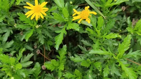 Chrysanthemums are very beautiful