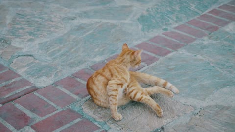 Old homeless red cat on the street