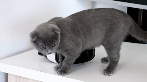 Scottish fold kitten next to a VR headset on a table