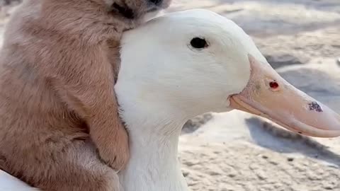 Pet with little dog