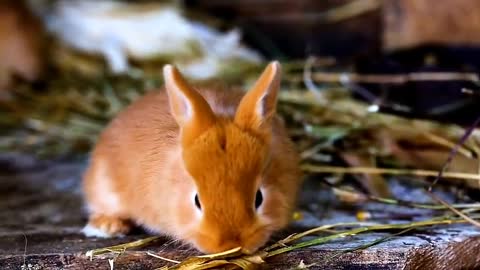 The fluffy bunny is a pet that every girl can't refuse