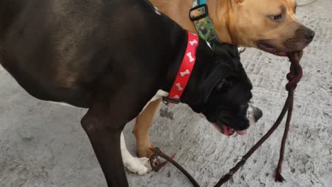 Nuggy and zoie time
