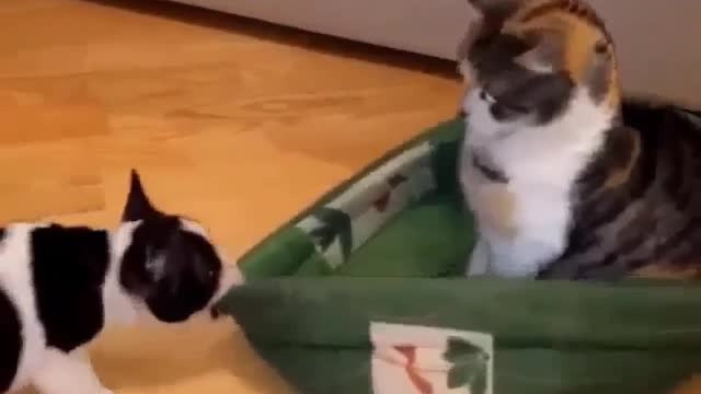 Funny Cats and Baby Play Together - Cats Moments