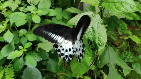 A butterfly 🦋 flew from the leaf