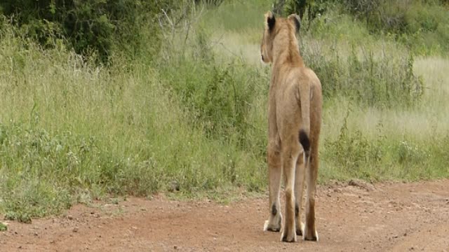 Lioness hunting a warthog piglet