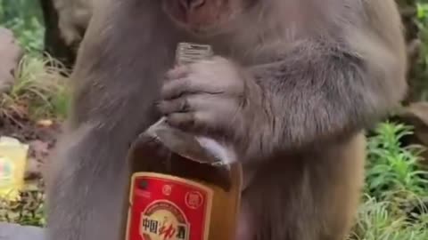 Monkey Taking It To The Head