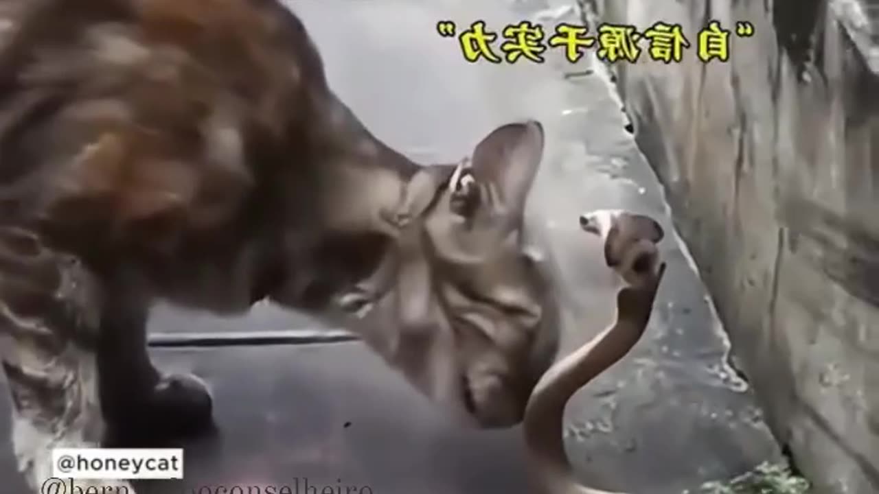 Cats showing great reflexes