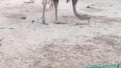 Big guy from Australia; Lola is an ostrich that likes to chase feet