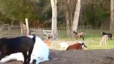 Animals funny s