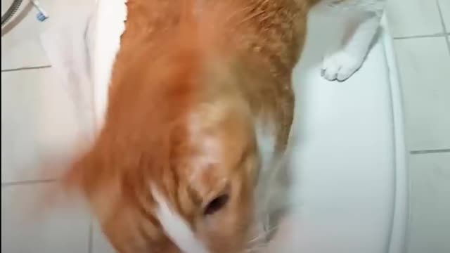 Funny Cat Begs to Play in Shower _ The Dodo