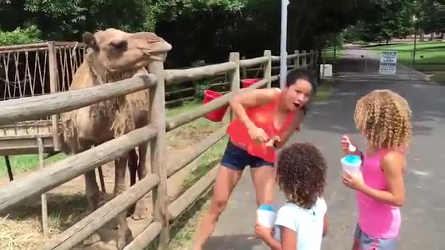 TRY NOT TO LAUGH Funny Weekend At The Zoo - LAUGH TRIGGER