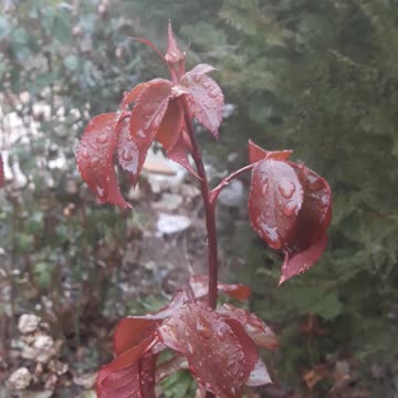 New Rose Leaves in December